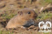 گونه ول علفزار Schelkovnikovs Pine Vole